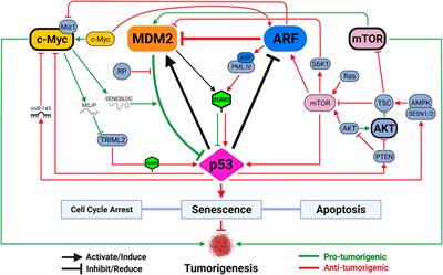 It’s Getting Complicated—A Fresh Look at p53-MDM2-ARF Triangle in Tumorigenesis and Cancer Therapy